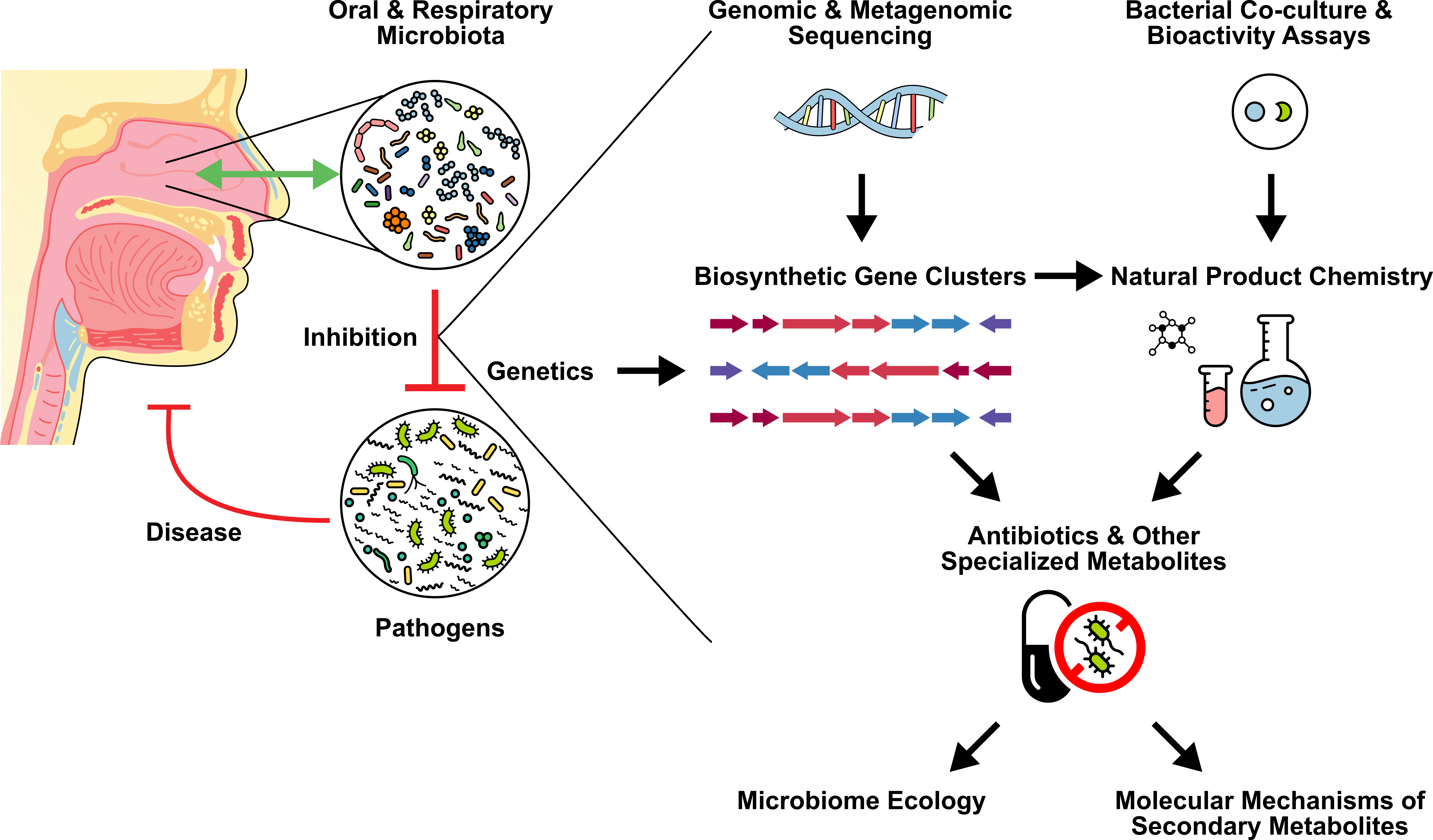 Summary of the research framework used in the Stubbendieck Lab