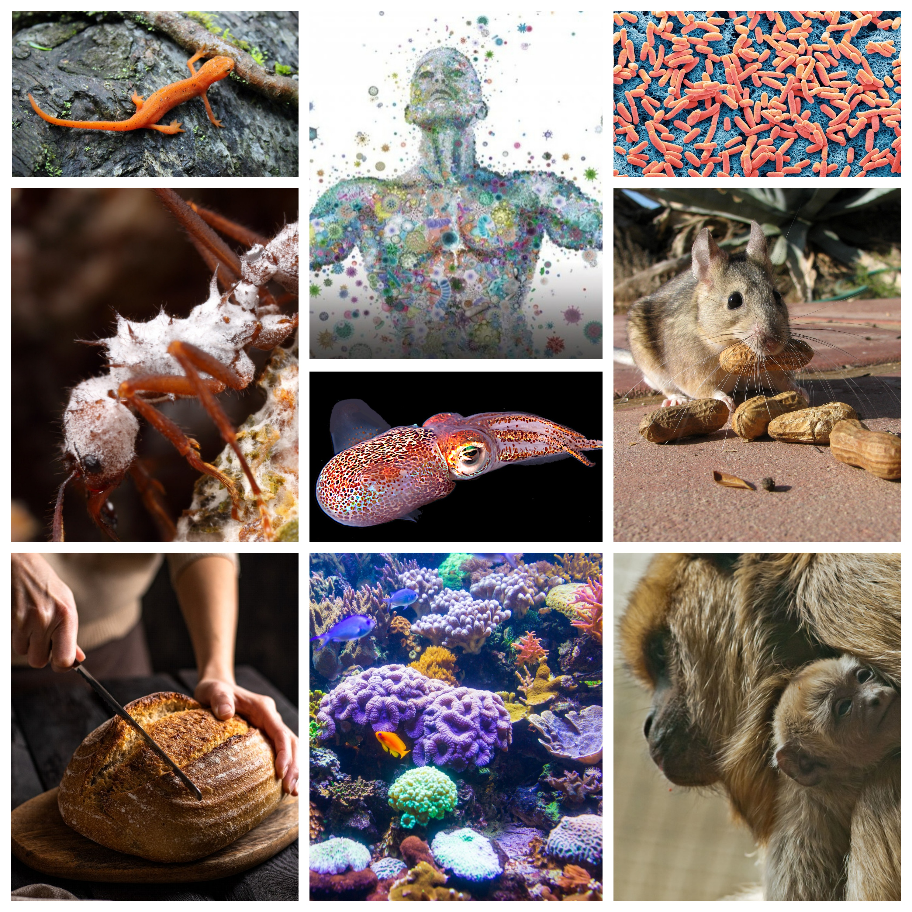 This is a flier for the MICR3103 course at Oklahoma State University. It is a grid that shows different images of systems covered in the course. Top-left: redbacked salamander. Top-middle: Different microbes in the shape of a human being. Top-right: A colonized scanning electron micrograph of Escherichia coli. Middle-left: a fungus-farming ant covered in Pseudonocardia. Middle-middle: Hawaiian bobtail squid. Middle-right: A desert woodrat eating peanuts. Bottom-left: A person cutting into a loaf of sourdough bread. Bottom-middle: A coral reef. Bottom-right: A howler monkey mother and her baby.