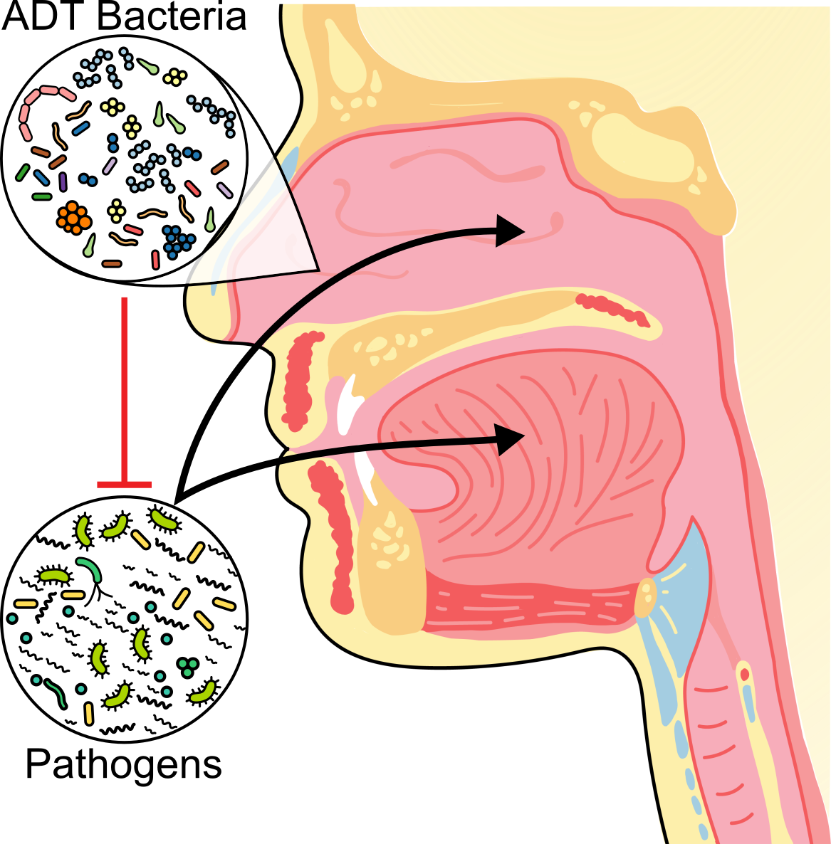 Cartoon Diagram showing inhibition of pathogens by aerodigestive tract bacteria