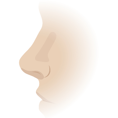 This is a cartoon image of the human nose in profile