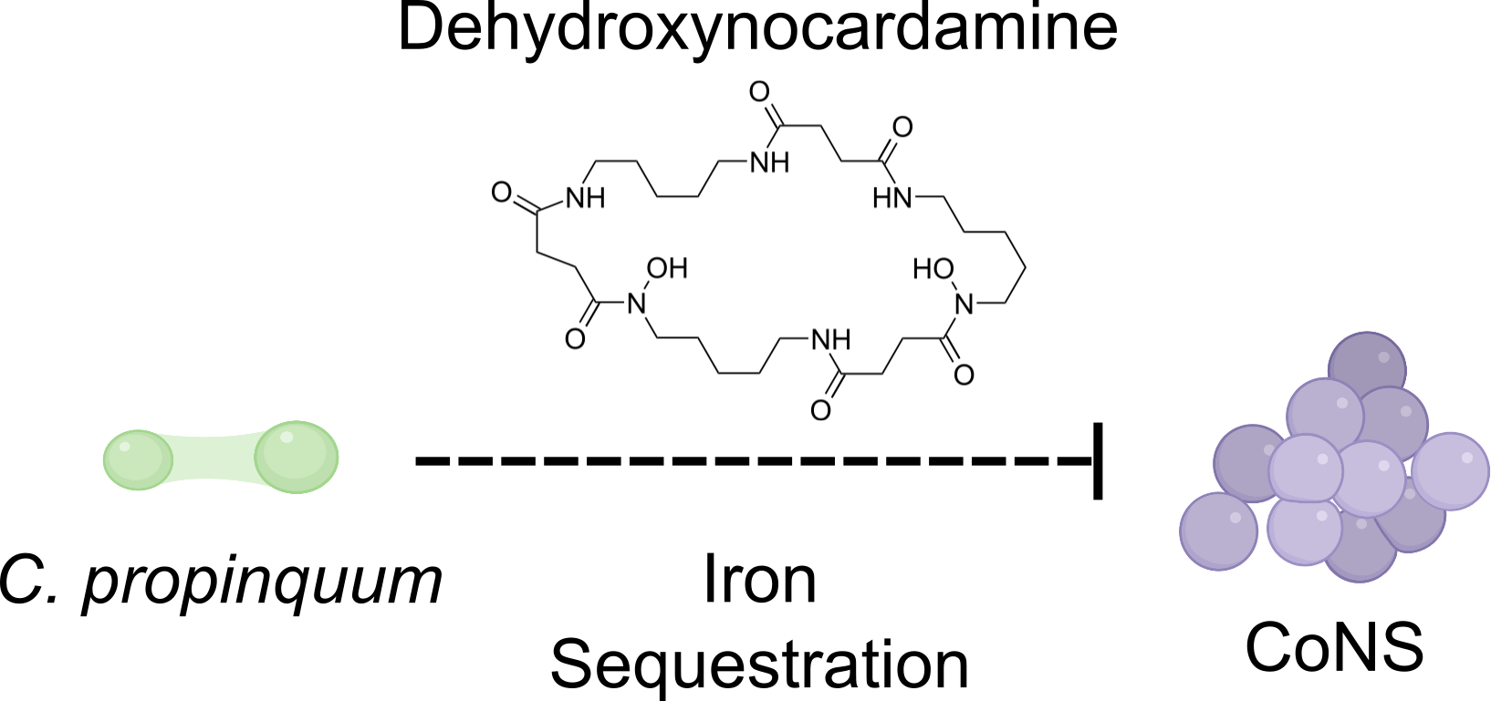 Corynebacterium propinquum inhibits the growth of coagulase-negative staphylococci by producing the siderophore dehydroxynocardamine to sequester limiting iron in the nasal cavity