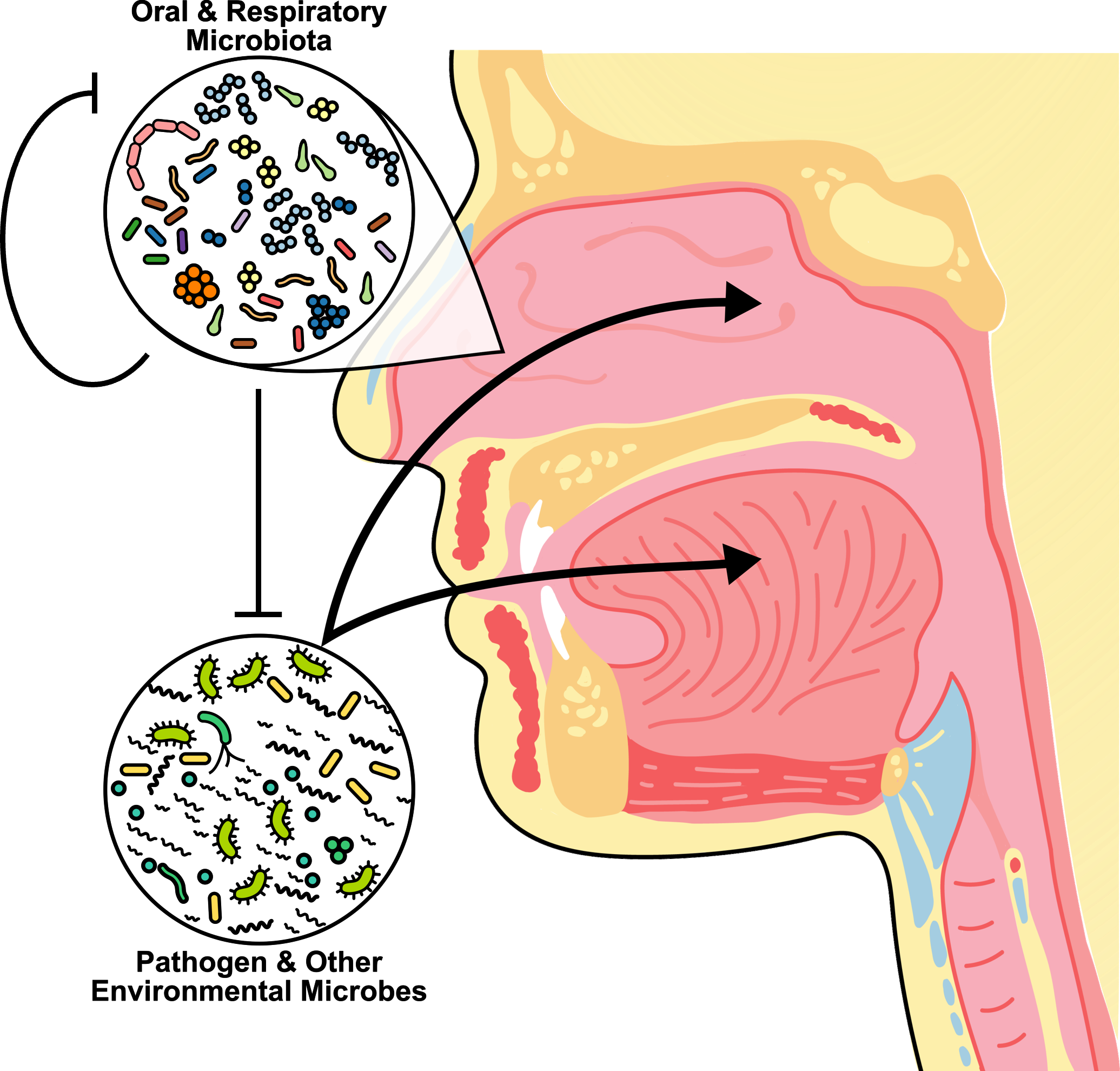 This diagram shows that the aerodigestive tract is the primary portal to the human body. The oral and respiratory microbiota interface with the external environment 