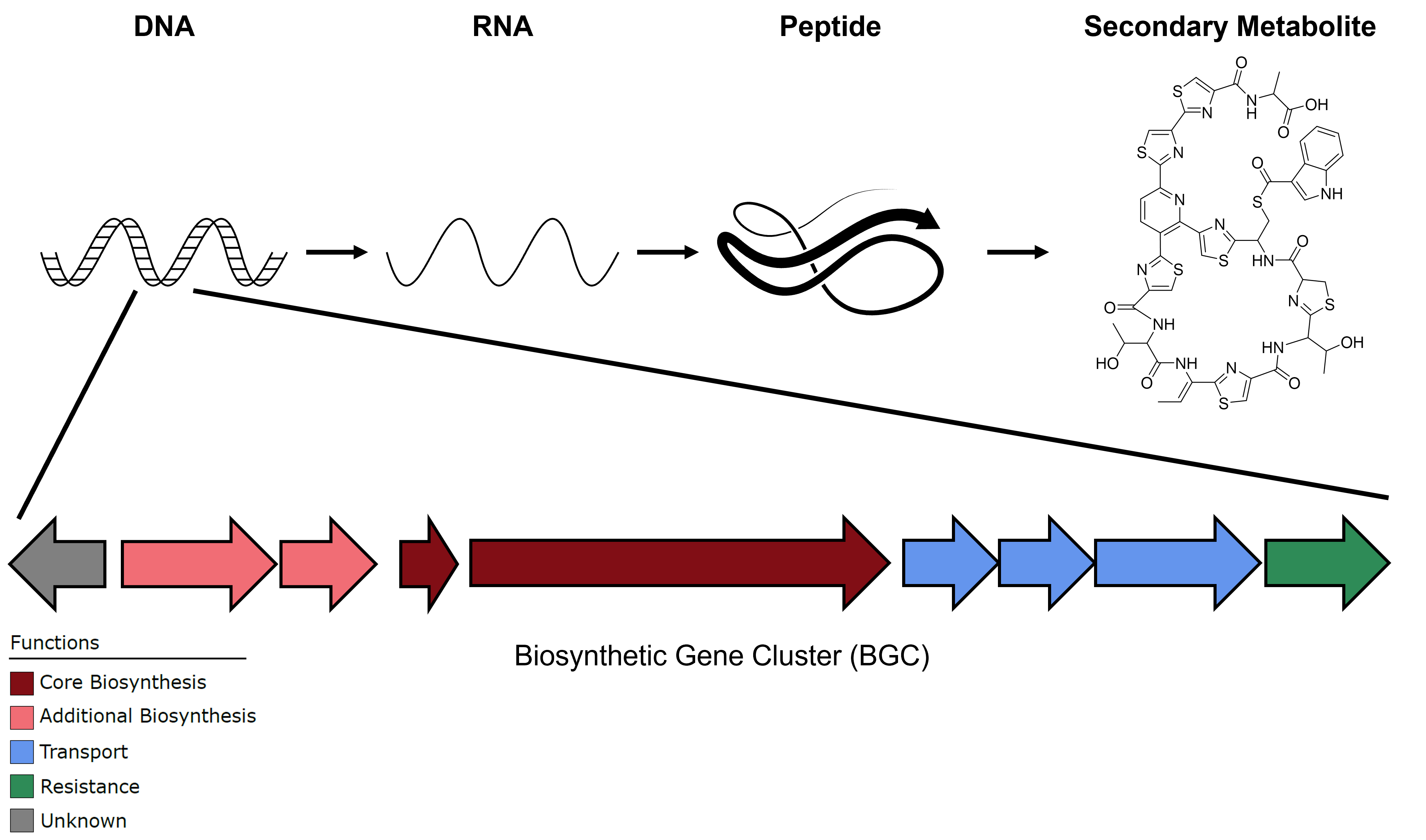 Secondary metabolism extends the central dogma of molecular biology. DNA is transcribed into RNA. RNA is translated into peptides. These peptides can be modified into secondary metabolites or function as secondary metabolite synthases. The genes for secondary metabolite biosynthesis, transport, and resistance are encoded in loci called biosynthetic gene clusters.