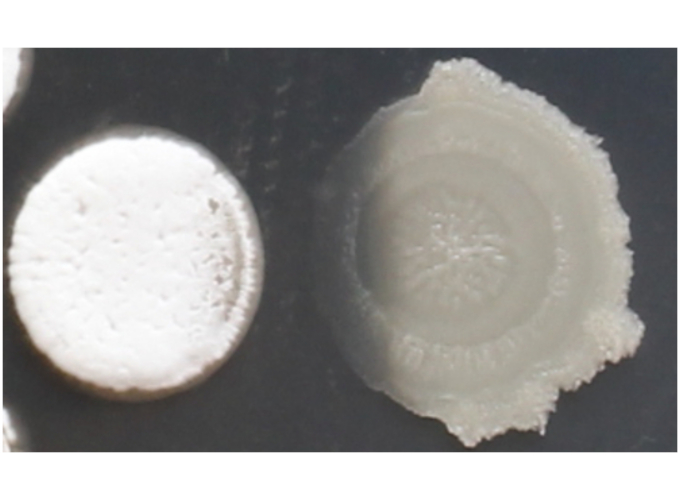 This is a photograph showing a Streptomyces sp. strain Mg1 colony on the left and a Bacillus subtilis colony on the right. The portion of the B. subtilis colony adjacent to the Streptomyces colony has been lysed, as indicated by its translucent appearance.