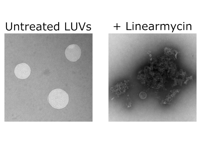 This diagram depicts large unilamellar vesicles without (left) and with (right) the addition of linearmycins. The linearmycins cause disruption of the vesicles.