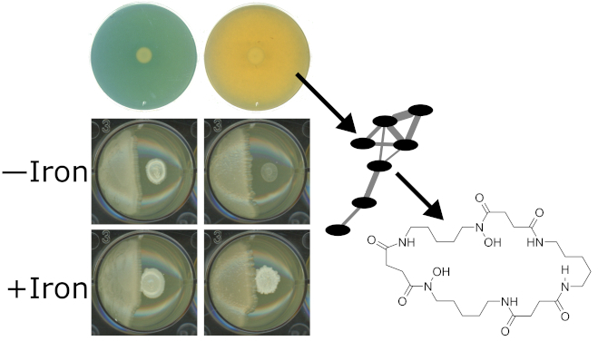 This diagram depicts production of the siderophore dehydroxynocardamine by Corynebacterium propinquum and its inhibiton of coagulase-negative staphylococci.