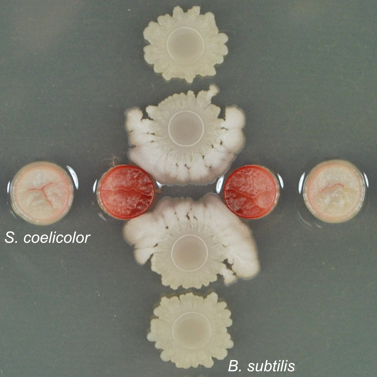 This is a photograph of an co-culture of Streptomyces coelicolor (horizontal) with Bacillus subtilis (vertical). The S. coelicolor colonies near B. subtilis have produced the red-pigmented metabolite undecylprodigiosin, whereas the Streptomyces further away have not. Similarly, the B. subtilis colonies near the S. coelicolor are spreading outwards, whereas the Bacillus colonies further away are stationary.