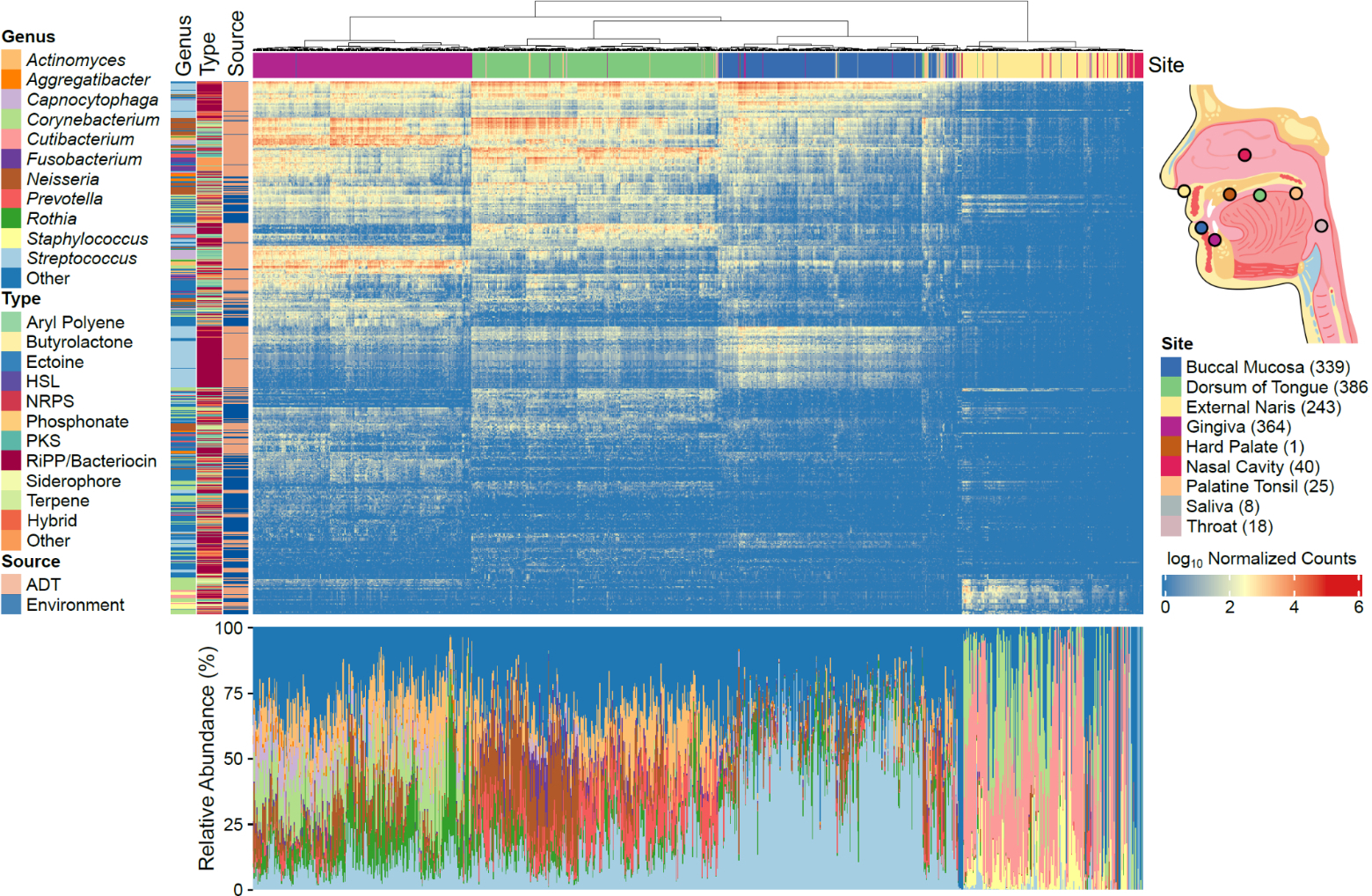 This is a heat map showing the abundance of genes for secondary metabolite biosynthetic gene clusters (rows) in different metagenome samples from the human aerodigestive tract (columns).