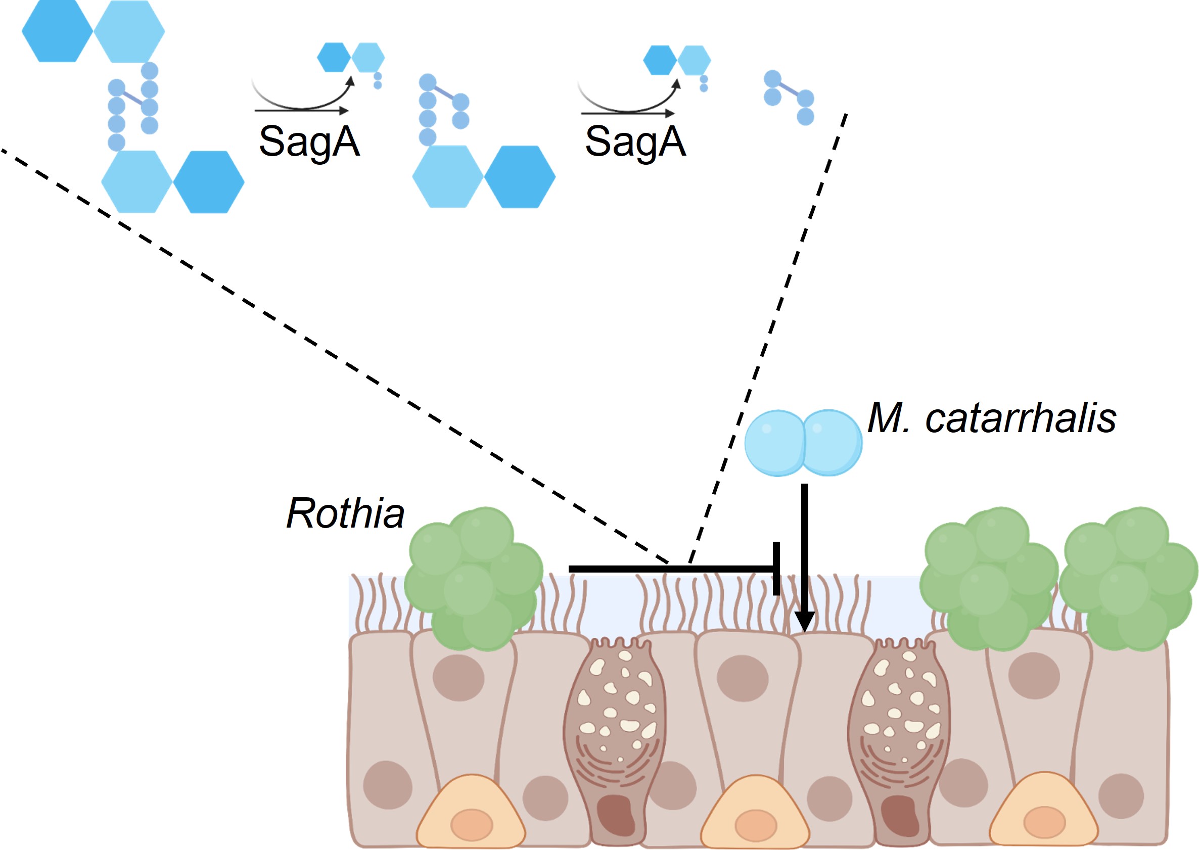 This diagram depitcs Rothia producing the secreted enzyme SagA, which degrades Moraxella catarrhalis peptidoglycan and prevents colonization of the respiratory epithelium.