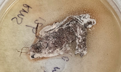 Photograph of a dead grasshopper being consumed by Streptomyces.